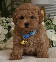 Bubba, a male Poodle - Toy  for sale in Temecula, CA – 2 of 5