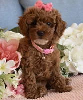 Frida, a female Poodle - Toy  for sale in Temecula, CA – 3 of 5
