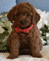 Miles , a male Poodle - Toy  for sale in Temecula, CA – Photo 2 of 5