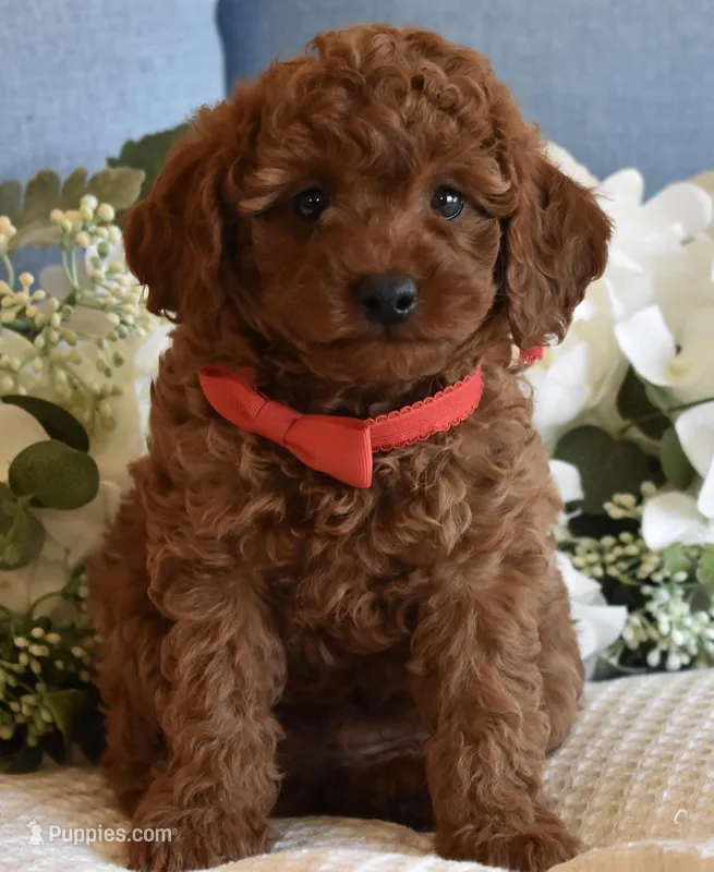 Miles  – Poodle - Toy  puppy for sale in Temecula, CA
