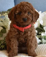 Miles , a male Poodle - Toy  for sale in Temecula, CA – Photo 1 of 5