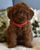 Miles , a male Poodle - Toy  for sale in Temecula, CA – Photo 3 of 5