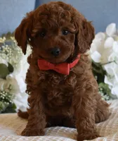 Miles , a male Poodle - Toy  for sale in Temecula, CA – Photo 5 of 5