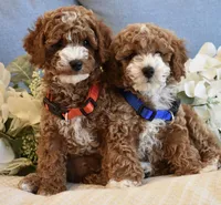 Woody , a male Poodle - Toy  for sale in Temecula, CA – 6 of 6