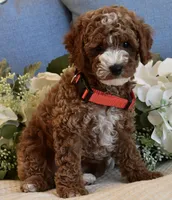 Woody , a male Poodle - Toy  for sale in Temecula, CA – 5 of 6