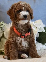 Woody , a male Poodle - Toy  for sale in Temecula, CA – 4 of 6