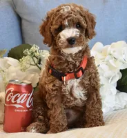 Woody , a male Poodle - Toy  for sale in Temecula, CA – 1 of 6