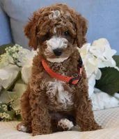 Woody , a male Poodle - Toy  for sale in Temecula, CA – 2 of 6