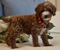 Woody , a male Poodle - Toy  for sale in Temecula, CA – 3 of 6