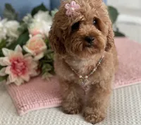 Brownie , a female Poodle - Toy  for sale in Temecula, CA – 5 of 6