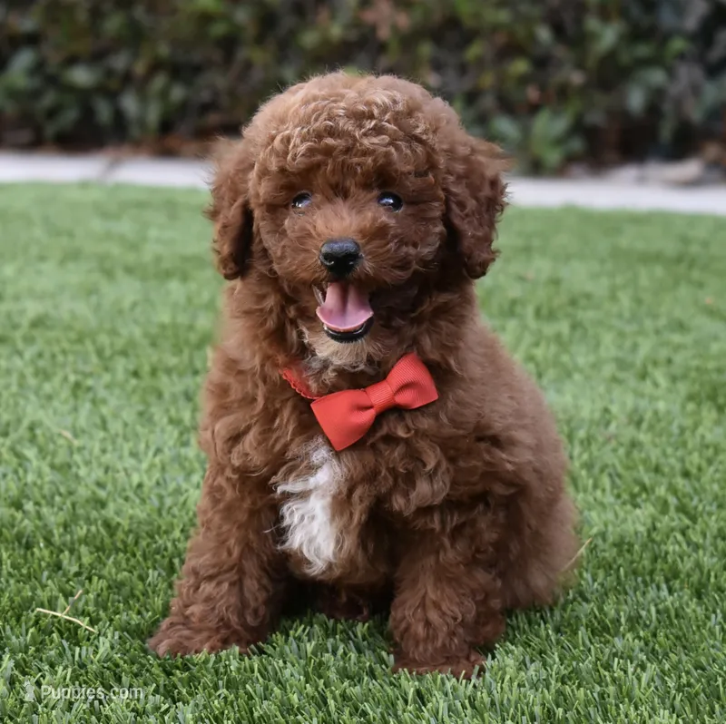 Teddy  – Poodle - Toy  puppy for sale in Temecula, CA