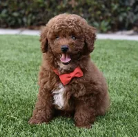 Teddy , a male Poodle - Toy  for sale in Temecula, CA – 1 of 9