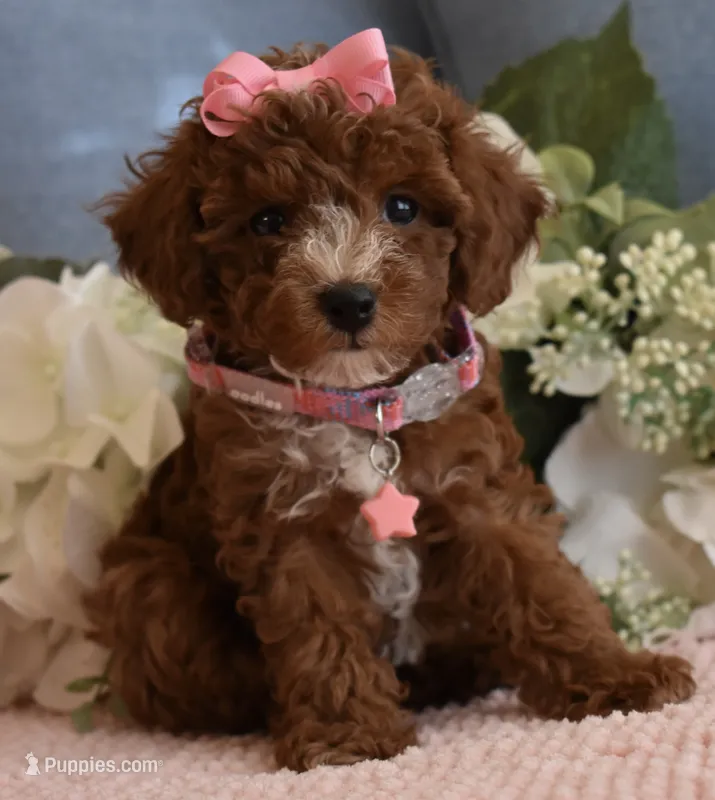 Star  – Poodle - Toy  puppy for sale in Temecula, CA