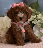 Star , a female Poodle - Toy  for sale in Temecula, CA – 1 of 5