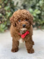 Teddy , a male Poodle - Toy  for sale in Temecula, CA – 2 of 9
