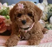 Hula , a female Poodle - Toy  for sale in Temecula, CA – 5 of 5