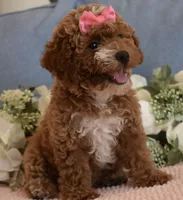 Pixie , a female Poodle - Toy  for sale in Temecula, CA – 4 of 5