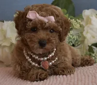 Coco, a female Poodle - Toy  for sale in Temecula, CA – 2 of 6