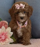 Willow , a female Poodle - Toy  for sale in Temecula, CA – 4 of 5