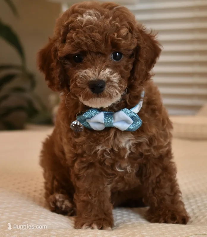 Stash – Poodle - Toy  puppy for sale in Temecula, CA