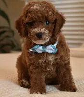 Stash, a male Poodle - Toy  for sale in Temecula, CA – 1 of 5