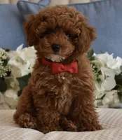 Pierre , a male Poodle - Toy  for sale in Temecula, CA – 2 of 5