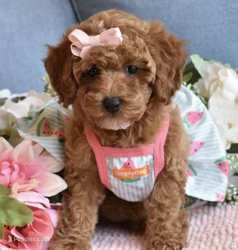 Zelda , a female Poodle - Toy  for sale in Temecula, CA – 1 of 5