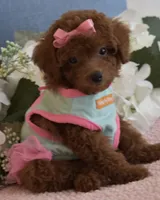 Coco, a female Poodle - Toy  for sale in Temecula, CA – 2 of 6