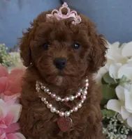 Hazel, a female Poodle - Toy  for sale in Temecula, CA – 4 of 6