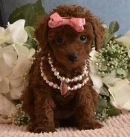 Teenie, a female Poodle - Toy  for sale in Temecula, CA – 4 of 5