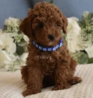 Banjo , a female Poodle - Toy  for sale in Temecula, CA – 2 of 5