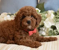 Elvis , a male Poodle - Toy  for sale in Temecula, CA – 2 of 5