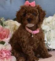 Frida, a female Poodle - Toy  for sale in Temecula, CA – 2 of 5