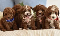 Bindy , a female Poodle - Toy  for sale in Temecula, CA – 5 of 6