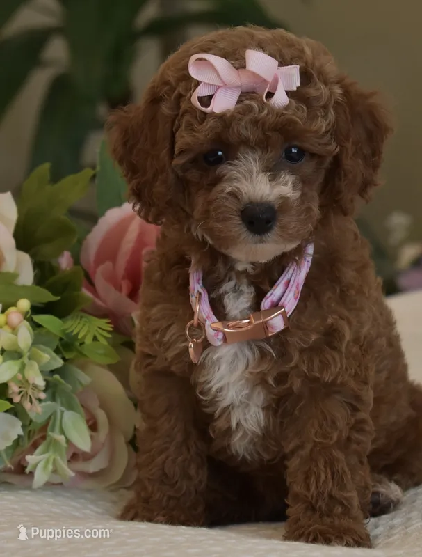 Willow  – Poodle - Toy  puppy for sale in Temecula, CA