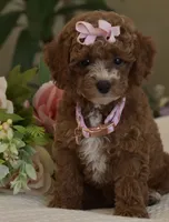 Willow , a female Poodle - Toy  for sale in Temecula, CA – 1 of 5