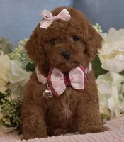 Zoe , a female Poodle - Toy  for sale in Temecula, CA – Photo 5 of 9