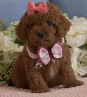 Zoe , a female Poodle - Toy  for sale in Temecula, CA – Photo 2 of 9