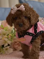 Zoe , a female Poodle - Toy  for sale in Temecula, CA – Photo 9 of 9