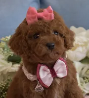 Zoe , a female Poodle - Toy  for sale in Temecula, CA – Photo 7 of 9