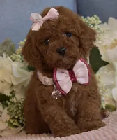 Zoe , a female Poodle - Toy  for sale in Temecula, CA – Photo 6 of 9