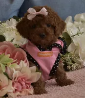 Zoe , a female Poodle - Toy  for sale in Temecula, CA – Photo 8 of 9