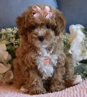 CeCe, a female Poodle - Toy  for sale in Temecula, CA – 1 of 5