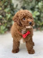Teddy , a male Poodle - Toy  for sale in Temecula, CA – 9 of 9