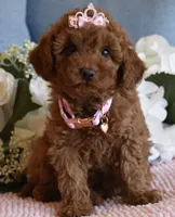 Willow , a female Poodle - Toy  for sale in Temecula, CA – Photo 6 of 6