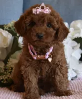 Willow , a female Poodle - Toy  for sale in Temecula, CA – Photo 4 of 6