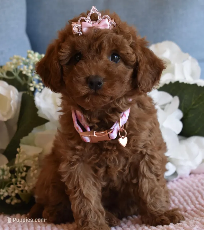 Willow  – Poodle - Toy  puppy for sale in Temecula, CA