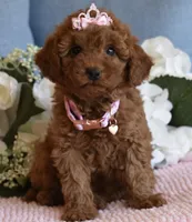 Willow , a female Poodle - Toy  for sale in Temecula, CA – Photo 3 of 6