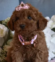 Willow , a female Poodle - Toy  for sale in Temecula, CA – Photo 2 of 6