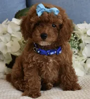 Marley , a male Poodle - Toy  for sale in Temecula, CA – 5 of 5